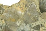 Fossil Brachiopod and Bryozoan Plate - Indiana #270473-1
